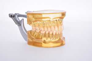 Schaumodell, für Zahnersatz Dental