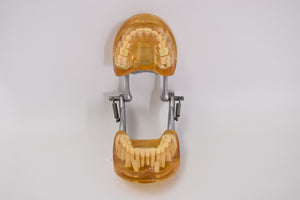 Schaumodell, Zahnmodell Zahnersatz Vorgearbeitet